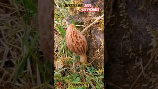 Les morilles de mai 2024 🔥 morille morel champignons pilz mushrooms cèpes shorts [upl. by Notla]