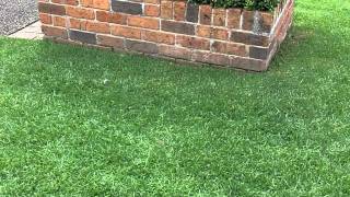 Kikuyu Lawn Care Lawn Greener Lawn Aerator What Grass Is That Love My Lawn [upl. by Nnayram]