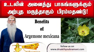 உடலின் அனைத்து பாகங்களுக்கும் அற்புத மருந்தாகும் பிரம்மதண்டு [upl. by Yrmac]