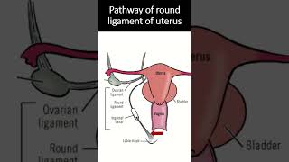 The ligament of uterus Round Ligament short uterus ligaments [upl. by Fugate537]