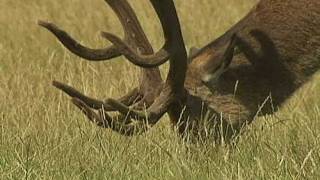 Irate man chases Fenton the dog in Richmond Park [upl. by Eegnat449]