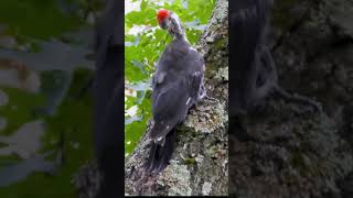 Pileated Woodpecker Drumming on a Tree  Nature Sounds and CloseUp Footage birds [upl. by Ordnaxela108]