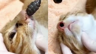 Satisfying Huge BotFly Maggot Removal from Inside A Cats Nose [upl. by Abigail]