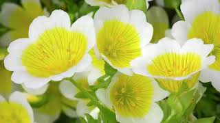 Health Benefits of Meadowfoam oil [upl. by Marion]