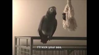 CURSING PARROTS [upl. by Anidem]