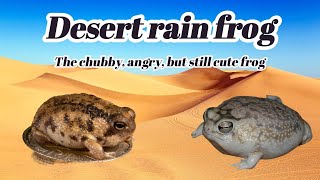 Desert rain frog The chubby angry but still cute frog  Erudite Octopus [upl. by Yedrahs513]