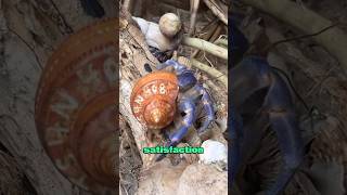 Give hermit crabs a new home animals animallover heartwarming love [upl. by Arlen985]