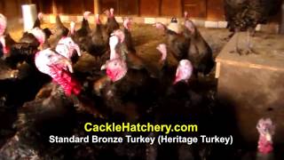 Standard Bronze Turkey Heritage Turkey [upl. by Anaili]