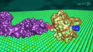 Mechanism of Tankyrase inhibition [upl. by Feilak]