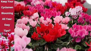 CYCLAMEN को PLANT मा वर्षैभरि फुल कसरी फुलाइराख्नु  त्यसको लागि हेर्नुहोस् यो भिडियो। [upl. by Elleahcim]