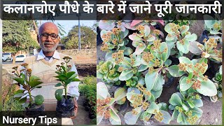 बहुत शानदार फ्लॉवरिंग प्लांट कलानचो के बारे में जाने पूरी जानकारी  Kalanchoe Plant  Nursery Tips [upl. by Eille]