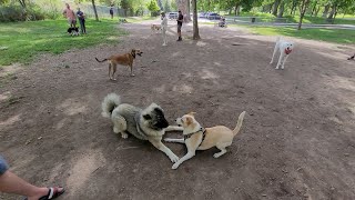 Pixie Plays at Fairmont Dog Park on June 12 2023  Caucasian Ovcharka Dog  Caucasian Shepherd [upl. by Vareck]