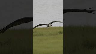 Osprey picking up nesting material  shorts wildlife birds ospreynest canonr3 ospreys [upl. by Ardekan]