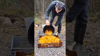 Mushroom chanterelle [upl. by Guenna567]