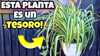 SI TIENES esta PLANTA cuídala COMO si fuera ORO  Son JOYAS en CASA  Planta de CINTAS en interior [upl. by Kaitlynn]