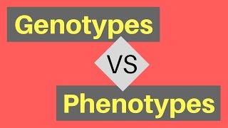 Genotype vs Phenotype  Understanding Alleles [upl. by Conal]