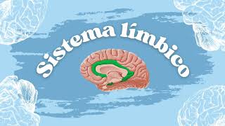 Brodmann Areas Cytoarchitecture and Limbic system [upl. by Arnie]