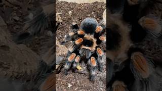 Brachypelma hamorii tarantula tarantulas tarantulakeeper brachypelma brachypelmahamorii [upl. by Kyriako]