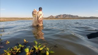 mira cuanta tilapia filetera entre la hierba de la laguna [upl. by Erodavlas]