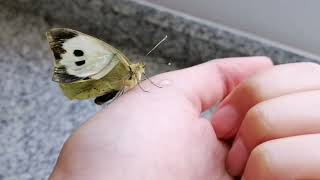 Metamorfosis de mariposa blanca de la col  Pieris Brassicae [upl. by Emalee]