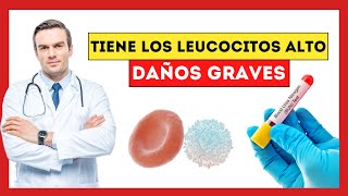 😱 ¿Qué Pasa si Tengo los Glóbulos Blancos Leucocitos ALTOS Esto es lo que OCURRE a tu SALUD [upl. by Aleac985]