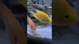 5 FVCTS  5 Facts About Parrot Fish  zfa shorts facts fish story viralvideo [upl. by Yenobe818]