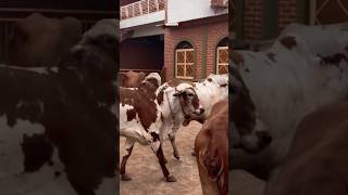 ♥️😘newviralvideo gircow brazil cow video top breed gircowforsale music gujarat cowvideos [upl. by Elias883]