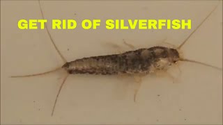 HOW TO TRAP SILVERFISH [upl. by Nyrmak]