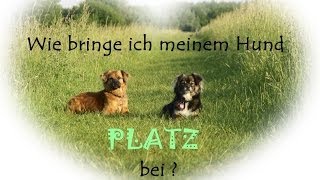 Platz Wie bringe ich meinem Hund Platz bei Hundeschule [upl. by Werna537]