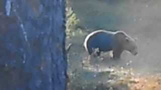 Wild brownbear and wolverine near Lofsdalen Sweden [upl. by Lucier]