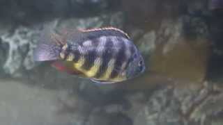 Placidochromis spec johnstoni Solo [upl. by Bonnes432]