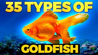 The 35 BEST Types of Goldfish [upl. by Airtap]