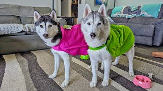 Do Huskies Need Rain Coats [upl. by Airetahs]