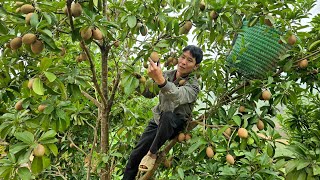 Harvesting Sapodilla Fruit Goes market sell take care of the pet Gardening  Solo Survival [upl. by Lipsey145]