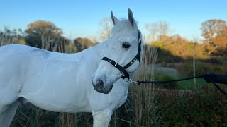 Full Connemara 151 grey gelding 2012 [upl. by Rory]