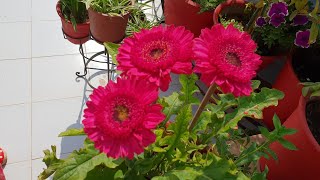 Propagation of Gerbera Plant  How to Separate Baby Plants from Gerbera [upl. by Ripley]