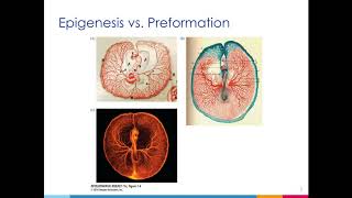 PCB 4253 Chapter 1  Epigenesis amp Preformation [upl. by Notsgnik]