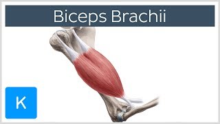 Biceps Brachii Muscle Overview and Action  Human Anatomy  Kenhub [upl. by Mcneely]