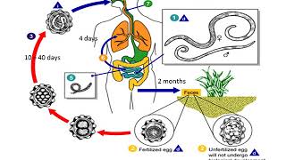 Ascaris Lumbricoides lecture [upl. by Adnara]