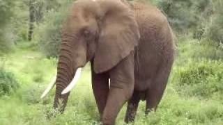 African Elephant [upl. by Rebma563]