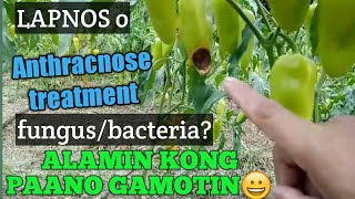 Anthracnose treatmentpaano gamotin ang lapnos o anthracnose leaf spot blight bacterial wilt [upl. by Auhso107]