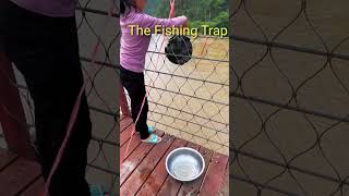 How To Make A Fish Trap fishing fish fishingvideo fishinglife [upl. by Eita]