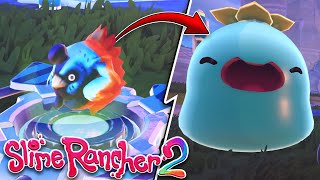 Cómo conseguir el SLIME MARAÑA GORDO en SLIME RANCHER 2 [upl. by Aerdnaeel84]