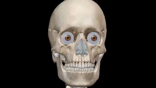 ANATOMIE FMPM OSTEOLOGIE DE LA FACE [upl. by Cyrilla707]