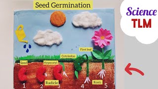 Seed Germination Project Model Seed Germination Model Easy Science Model Germination Of Seed TLM [upl. by Shanta]