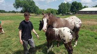 Return of the King Appaloosa colt foaled 20 March 2019 [upl. by Dominic]