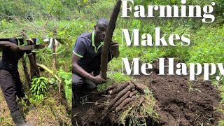 Why Farming Makes me Happy 😁  How to grow and Harvest cassava tubes in my village [upl. by Schober]