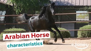 Arabian horse  characteristics origin amp disciplines [upl. by Westfall432]