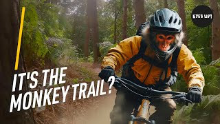 ITS THE MONKEY TRAIL Cannock Chase MTB Much good fun [upl. by Reginald]