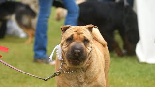 The Tragic History of the Shar Pei [upl. by Dallis685]